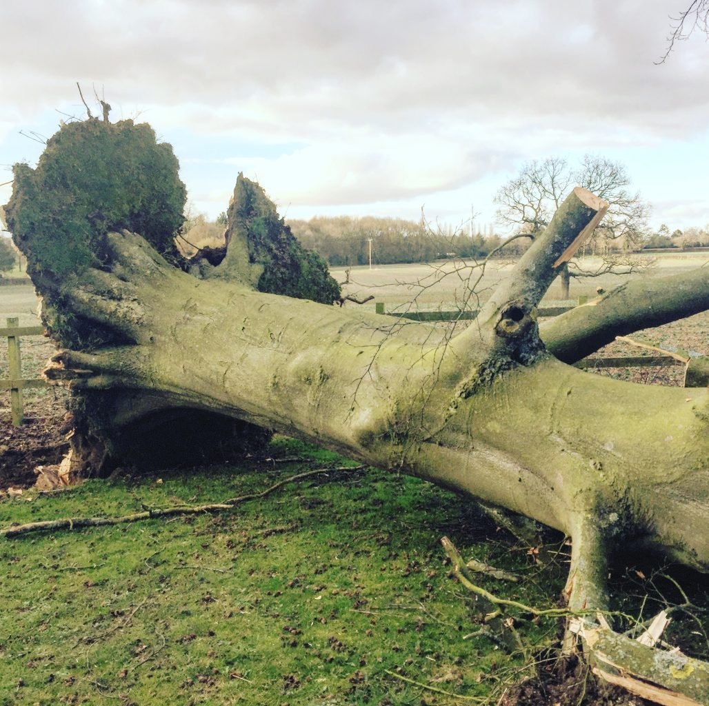 Winds Tree Risk How to Assess Tree Safety For High Winds - Leslie Tuttle Gardening