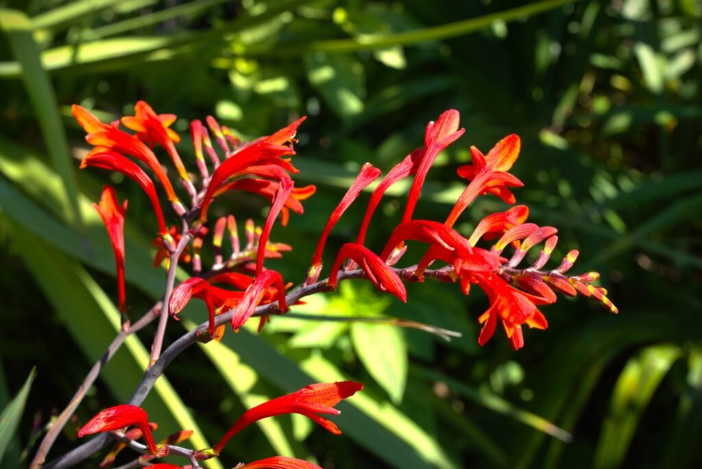 crocosmia lucifer