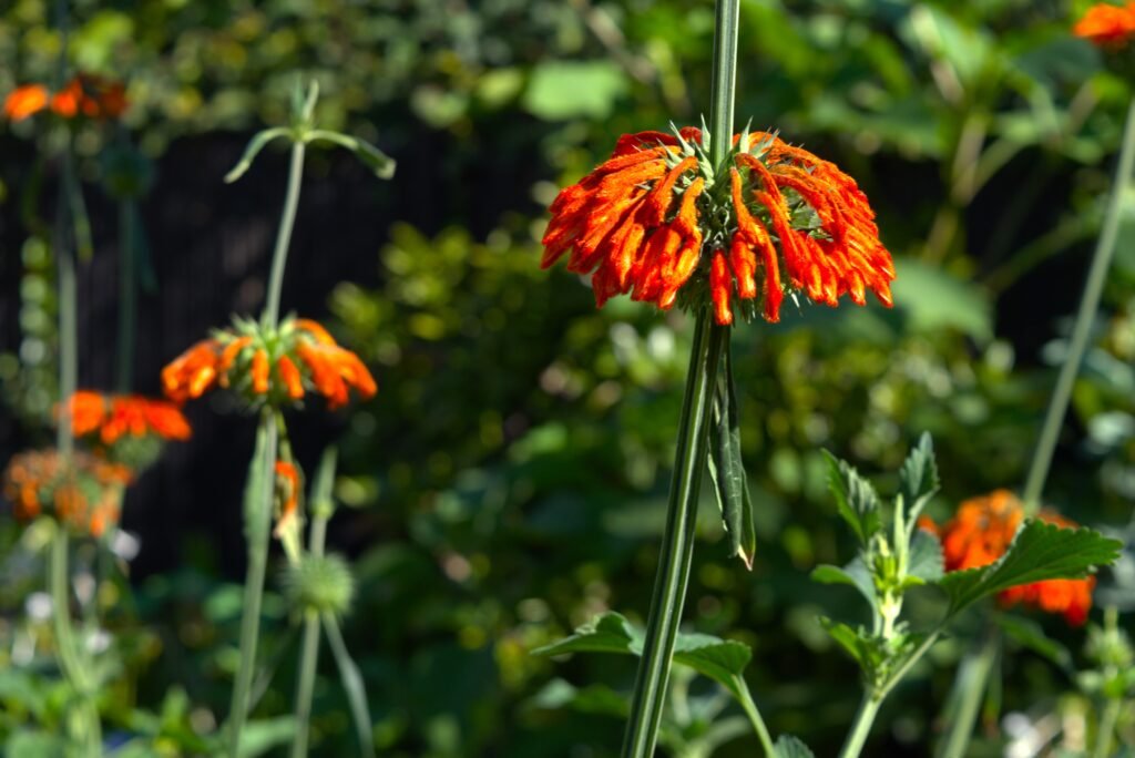 Leonotis nepetifolia
